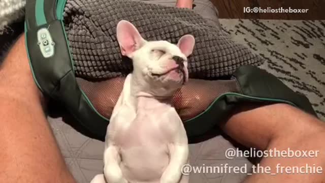 White dog uses green back massager