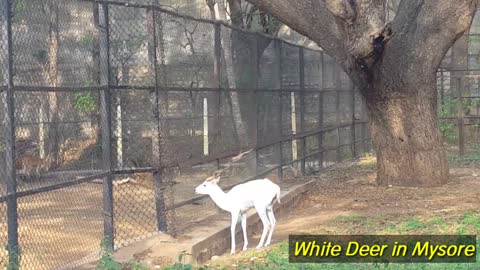 White Deer from Heaven