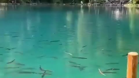 This is a beautiful and charming water-dwelling species