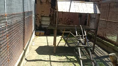 Monkey's home, with play space