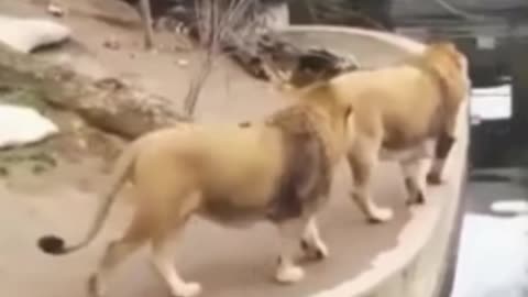 Two Lion playing And See what Happened