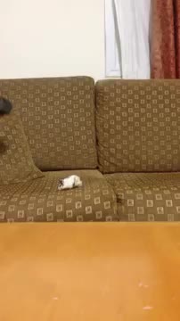 I ever run away from the mouse