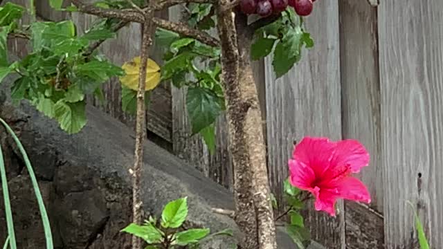 Mejiro & Red Whiskered Bulbul’s Sunday lunch