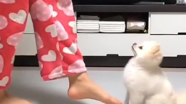 Dancing Dog Video