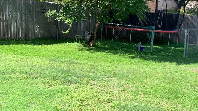 Squirrel treat for Kallie? I freaked out.