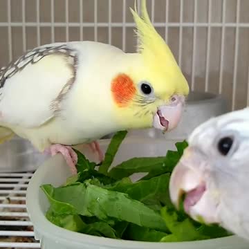 Cocktail birds eat vegetable leaves