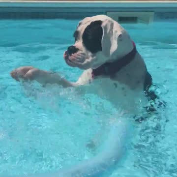 Boxer aprende con éxito a usar un flotador
