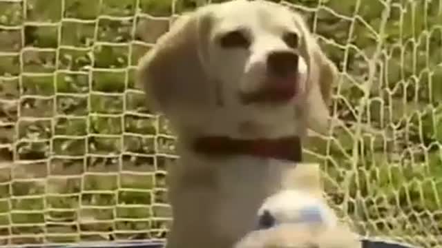 Dog Football Goalkeeper injoy