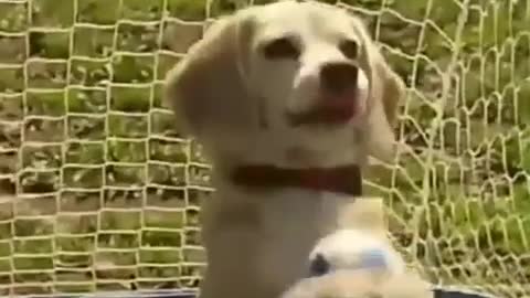 Dog Football Goalkeeper injoy