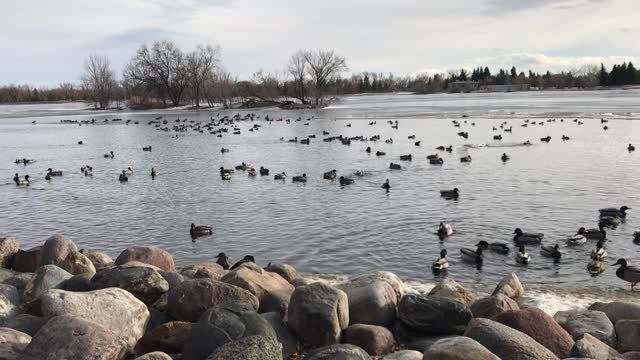 Ducks in Lethbridge Alberta
