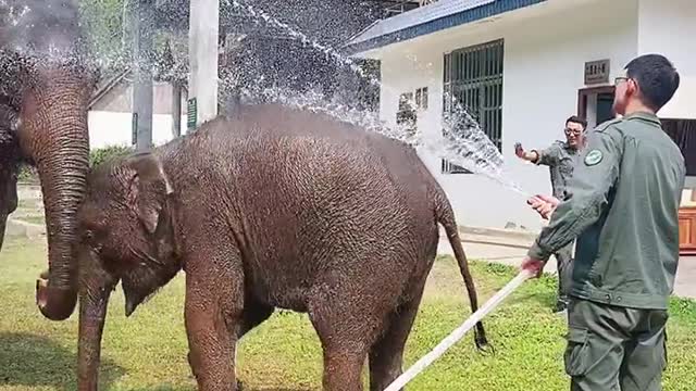 The elephant comfortably enjoys the shower