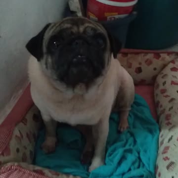 My pug