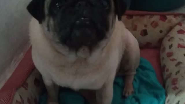 My pug