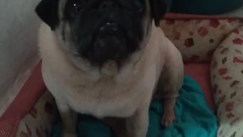 My pug