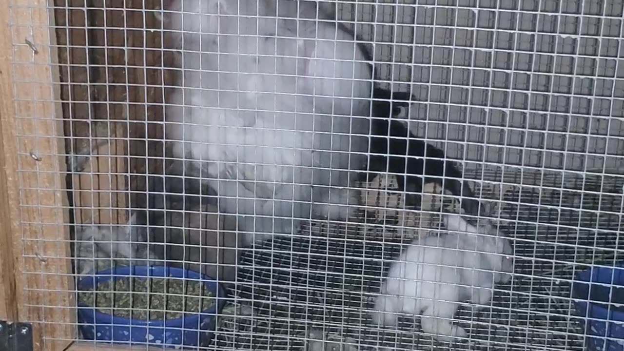 English angora kits and mom