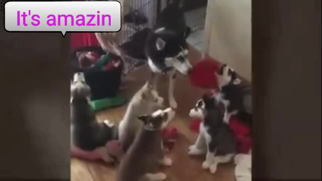 Animals cute and incrible