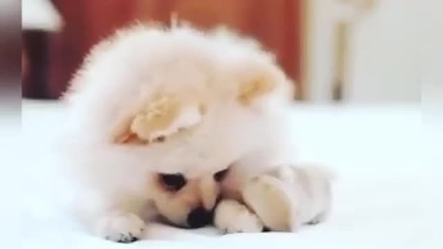 CUTEST LITTLE ANIMALS PART 2 💕