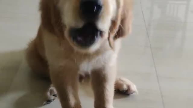 Puppy training video