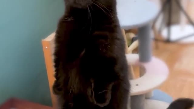 The Spirituality of Cats