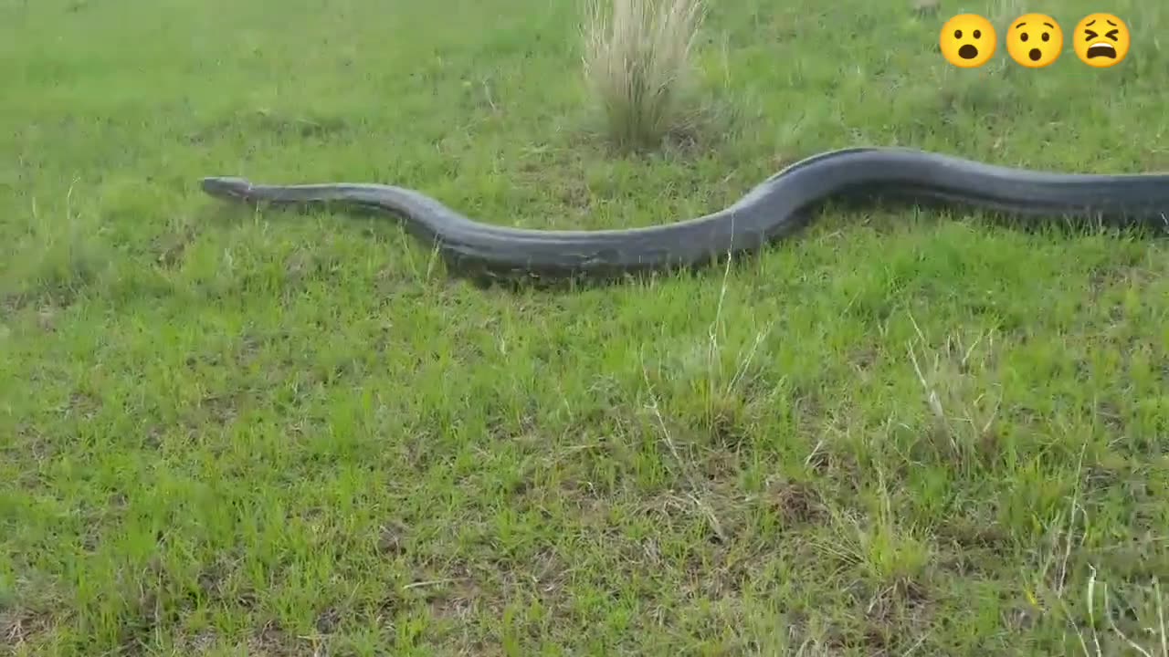 OMG ! Huge Python Spotted