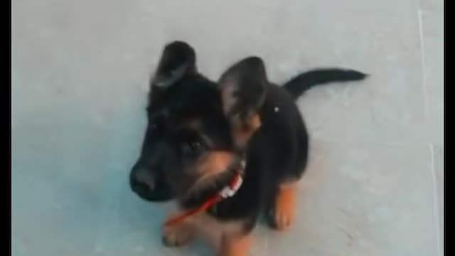 dog training | basic dog training,