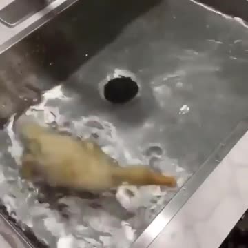 Duckling enjoys it's bath time.