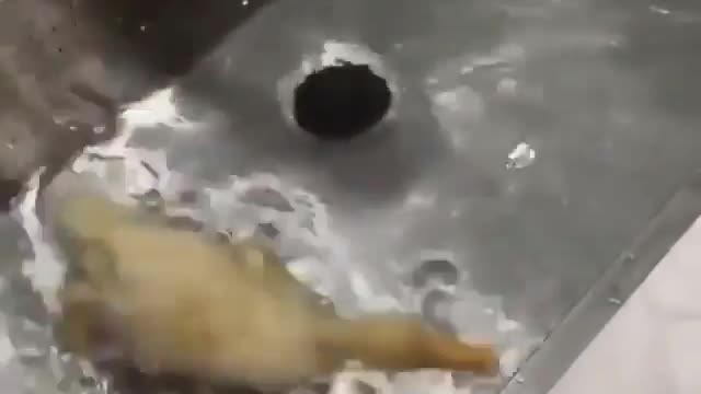 Duckling enjoys it's bath time.
