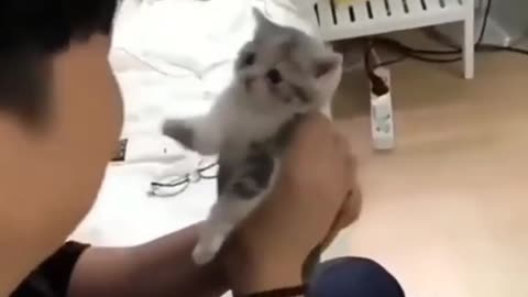 Cute kitten cat