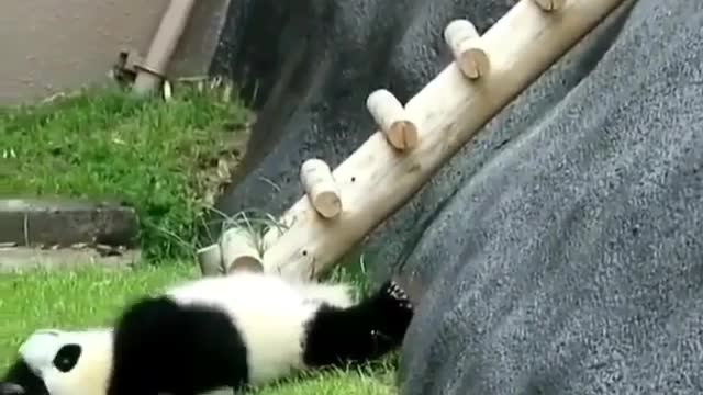 panda kidding!!