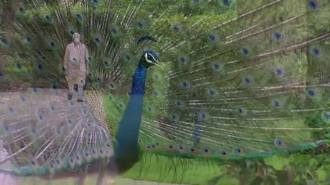 Precious Moments: PM Modi feeding Peacocks at his residence