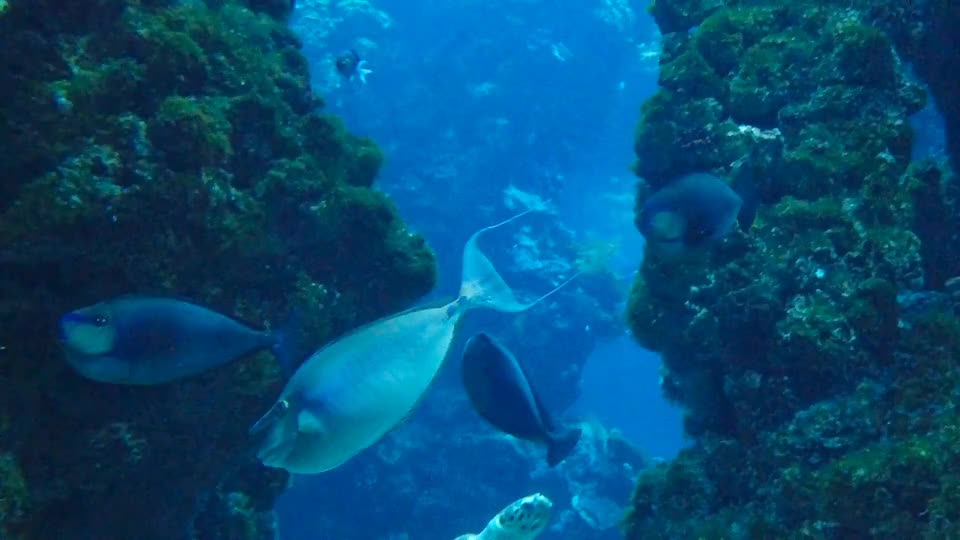 Strange fish. In Ocean
