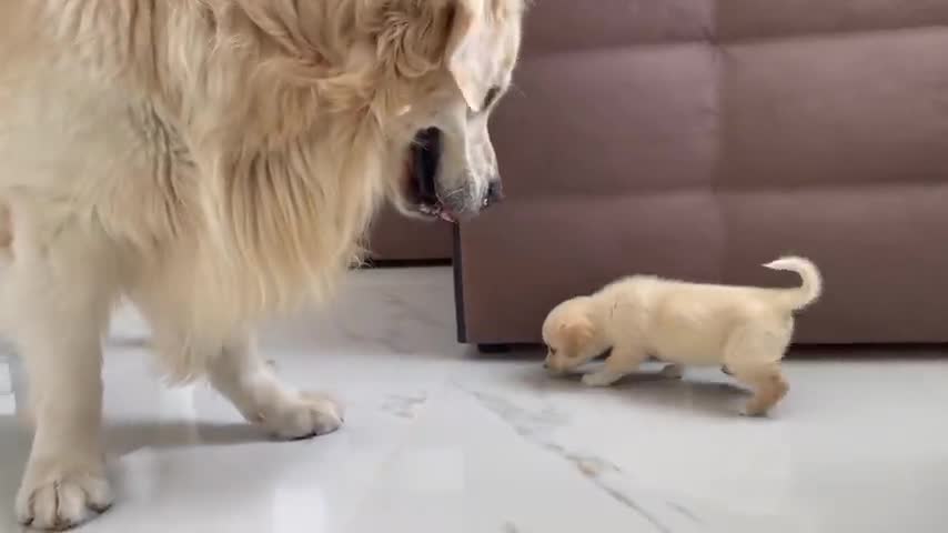 Golden Retriever meets a puppy like himself 😘😘