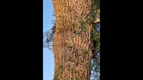 Tag, you're it! Two squirrels chase each other up and down a huge tree