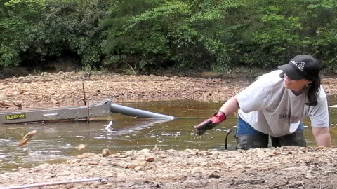VA Gold On the Creek Contrary Creek May 2008 Tanja AU2U