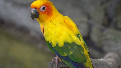 Yellow parrot