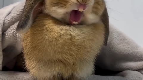Funny 😂😂 Rabbit 🐰 at home 😄