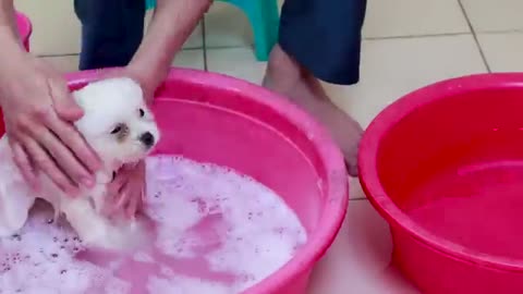 First cute pomeranian puppy Bath funny dogs puppies min puppy