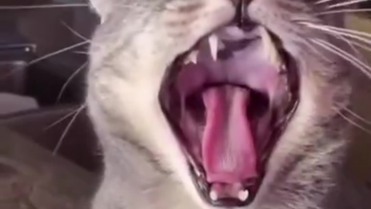 Funny cats