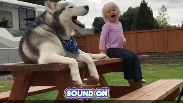 little girl screams and redhead husky