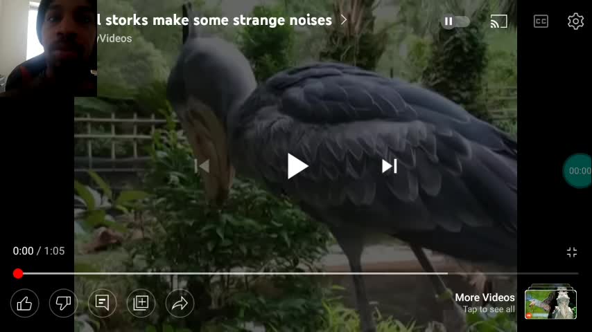 Stork making weird Noises