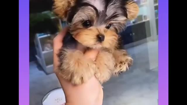 Cute and Funny Dogs Videos Compilation 2021؟