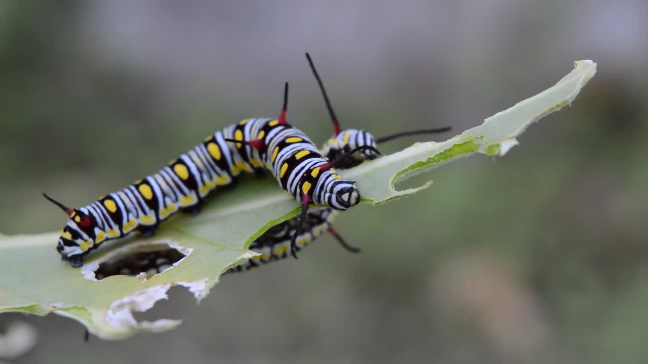 Caterpillars eating close shot