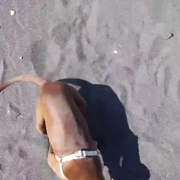 Lo abandonaron en una caja sin poder caminar más pero el cachorro lucha por levantarse de nuevo