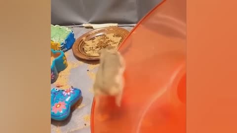 Funniest Animals Videos 2022 - Funny Cats and Dogs Videos 😹🐶