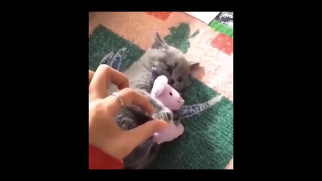 Grab a cat's toy