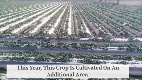 LARGEST strawberry cultivation in Pakistan