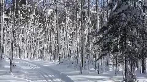 WAS “Out In The Country" by 3 Dog Night written for Nordic Skiing?