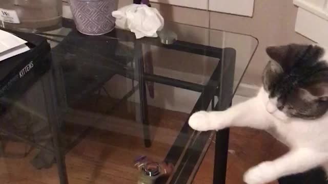 White grey cat fidget spinner on clear table