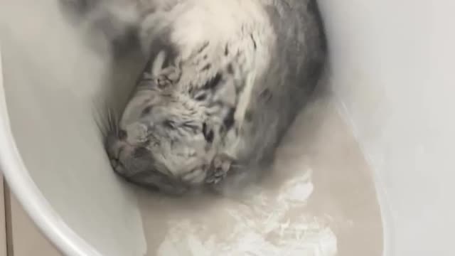 Chinchillas enjoy a dust bath