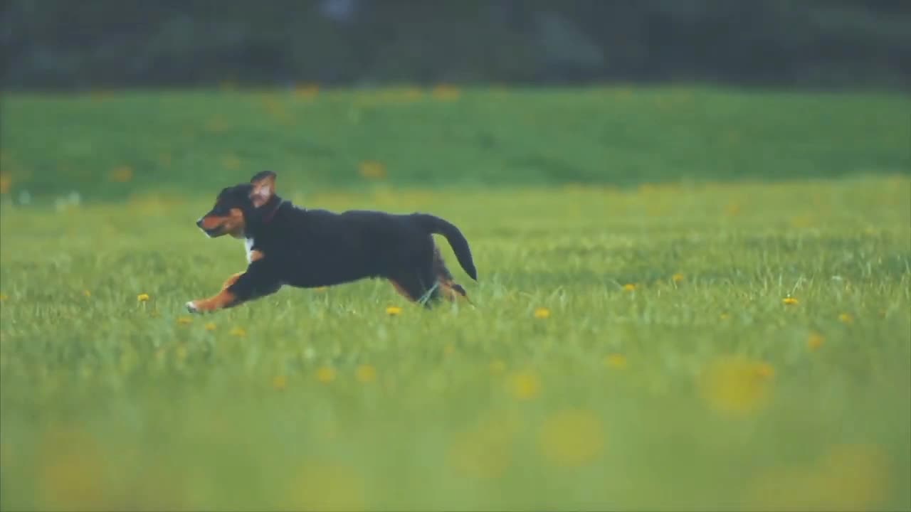 Excited dog running to meet his owner,,seven things to know about dogs,The wildest